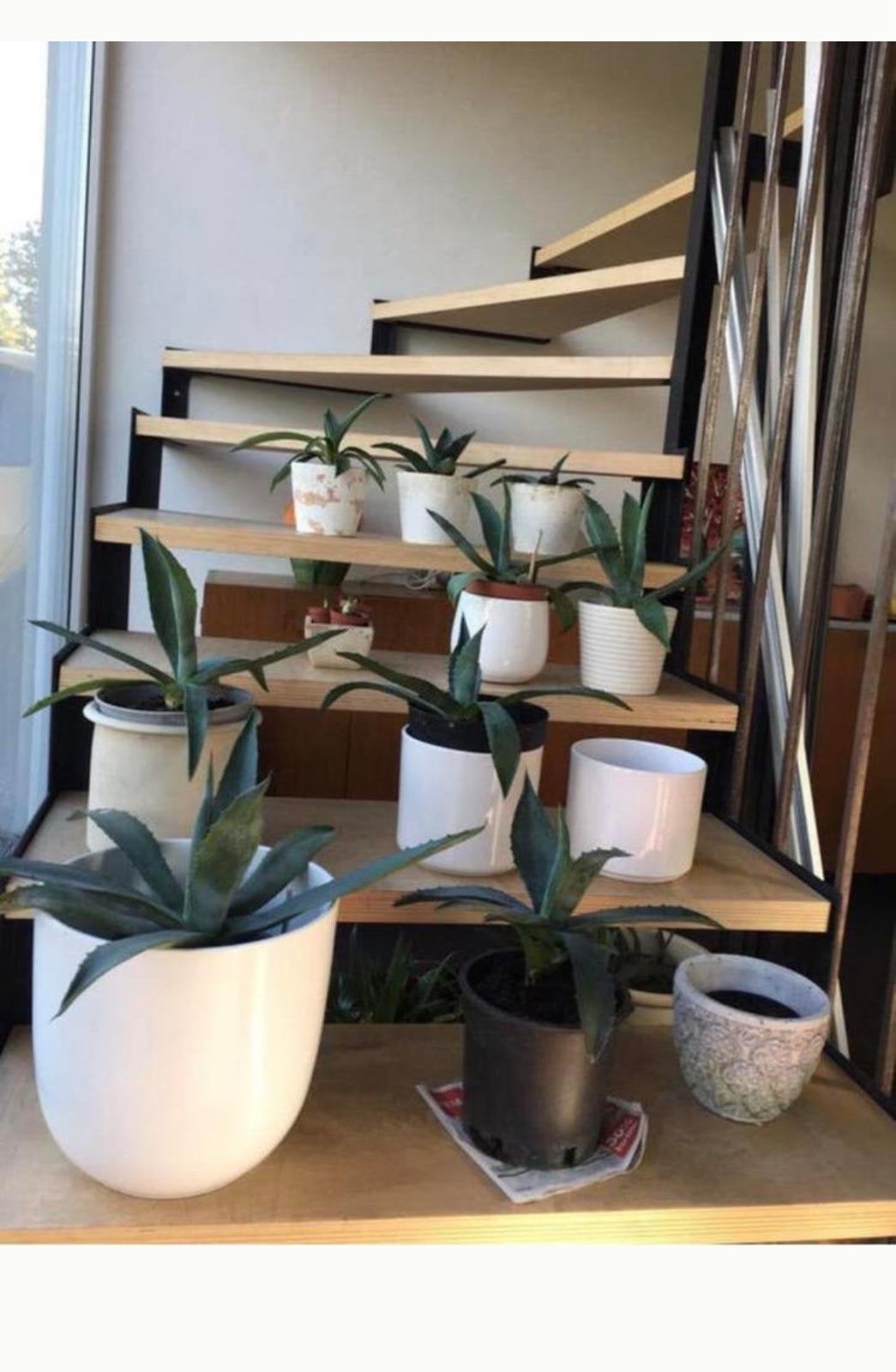 Mooie Blauwe Agave Nederlandse bio plantjes diverse maten, Ophalen of Verzenden, Halfschaduw, Minder dan 100 cm