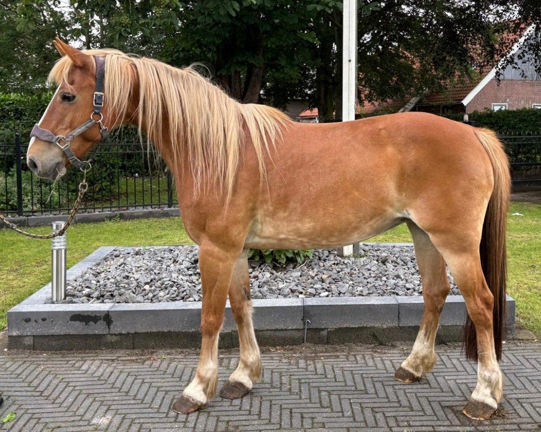 Prachtige 9 jr E pony 1,52 mtr, B, 7 tot 10 jaar, Recreatiepony, Merrie
