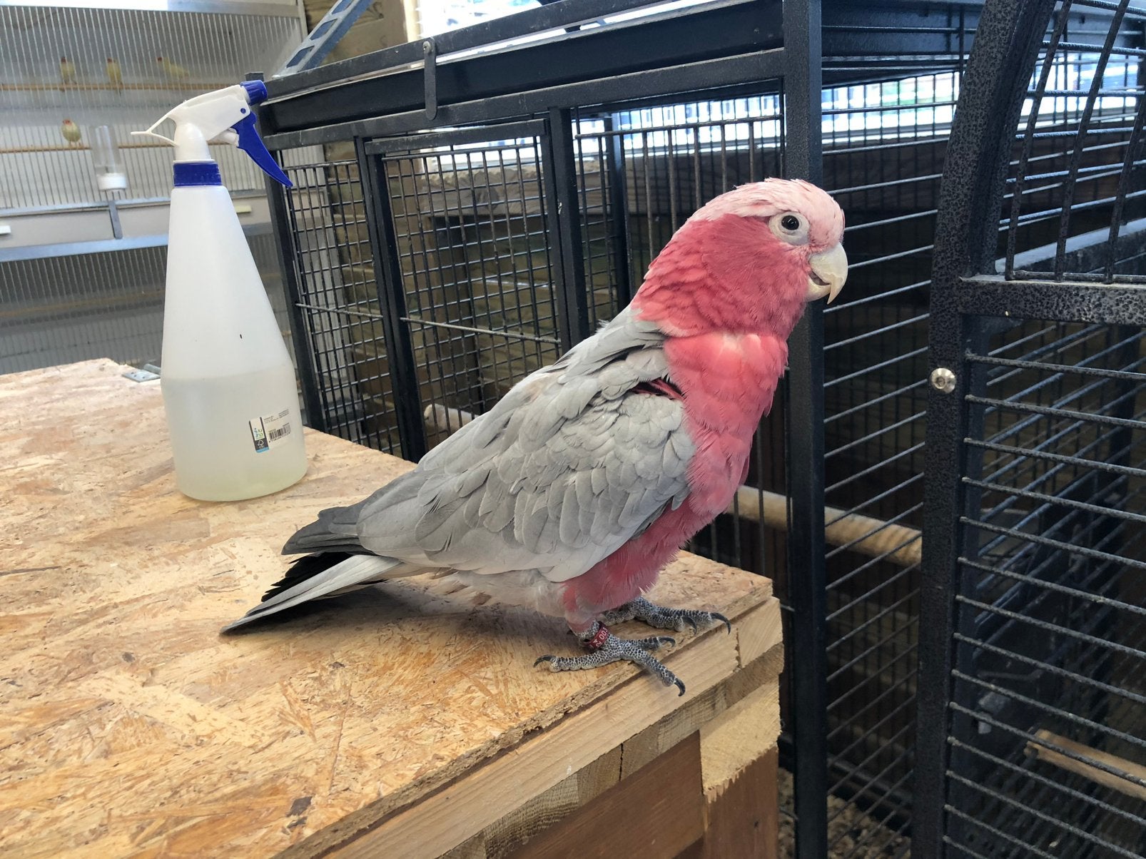 Tamme rose kakatoe, Mannelijk, Papegaai, Tam
