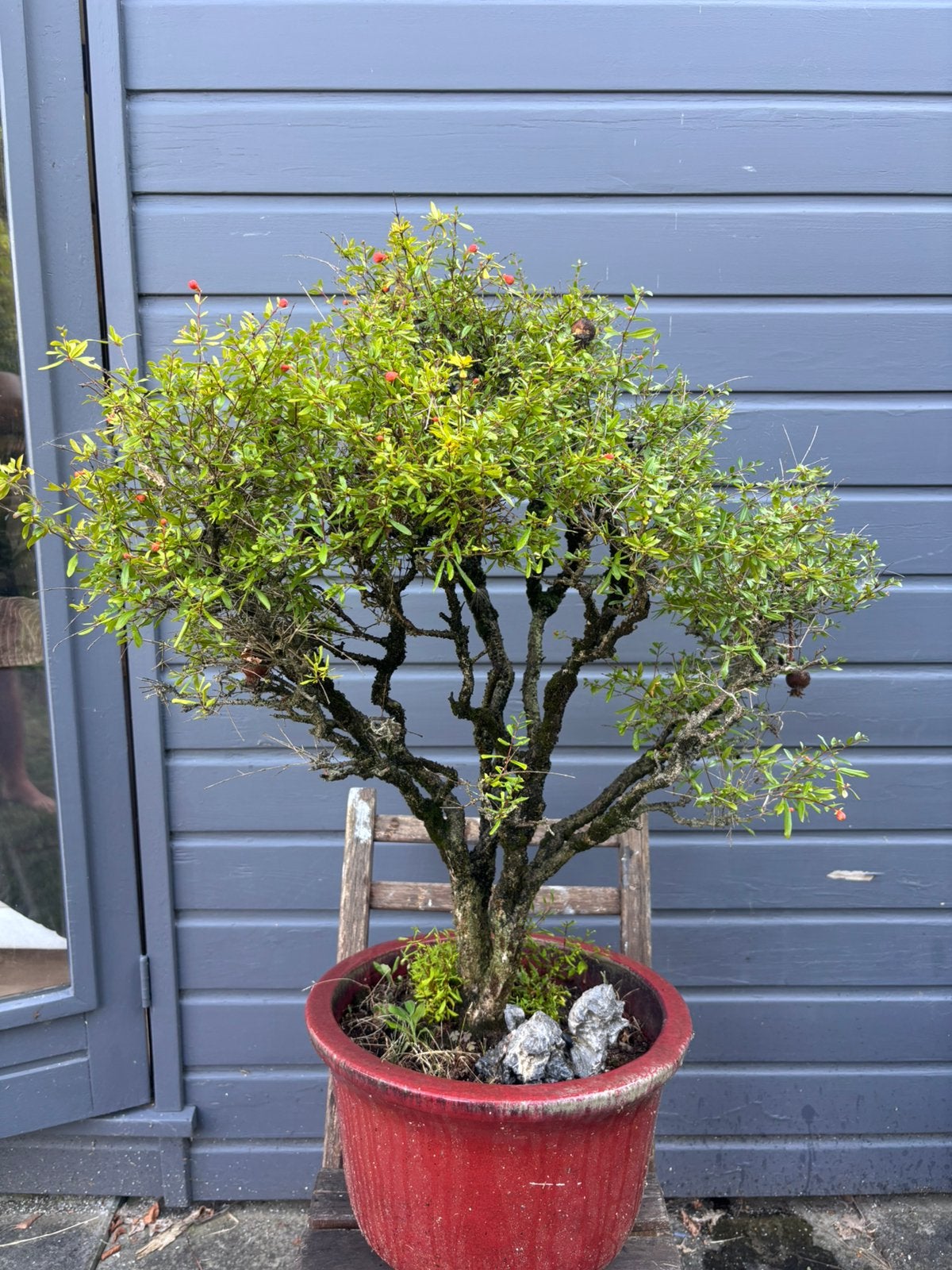 45 jaar oude Bonsai – Beuk, Linde & Granaatappel, Tuin en Terras, Planten | Bomen, Ophalen, Bloeit niet, Volle zon, Overige soorten