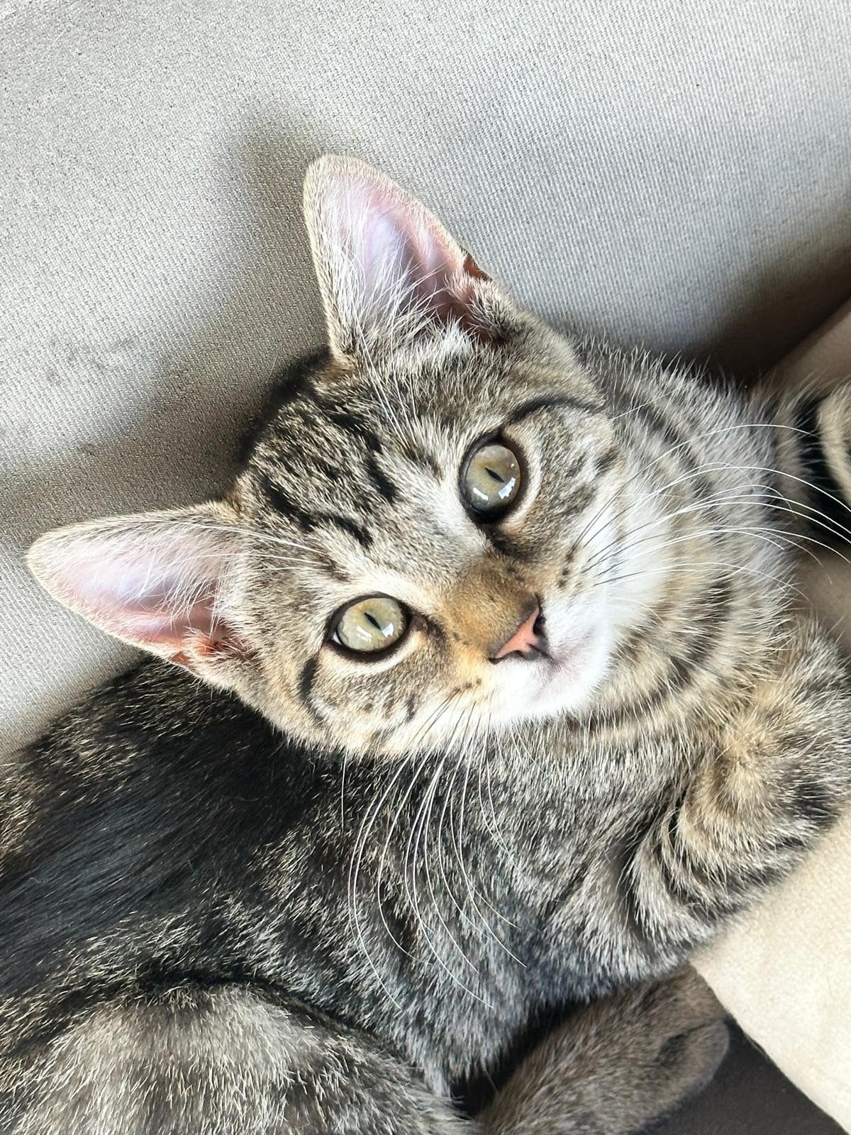 Nog 1 lieve kitten ( moeder kruising pers/siamees), Meerdere dieren, Ontwormd