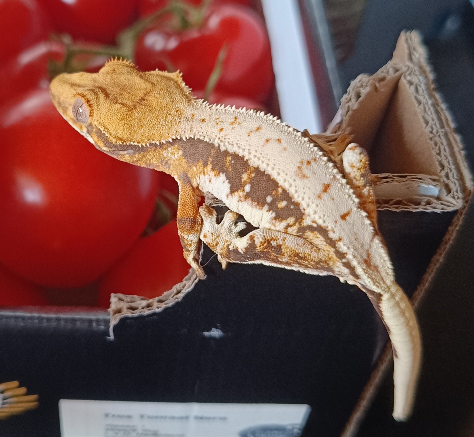 Wimpergekko tri-color Lillywhite, Dieren en Toebehoren, Reptielen en Amfibieën, Hagedis