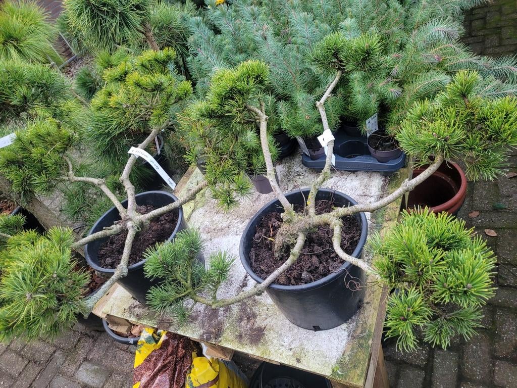 Pinus Mugo Ponpon - Bergden in Ponpon Vorm, Tuin en Terras, Planten | Tuinplanten, Volle zon, Vaste plant, Bloeit niet, Ophalen