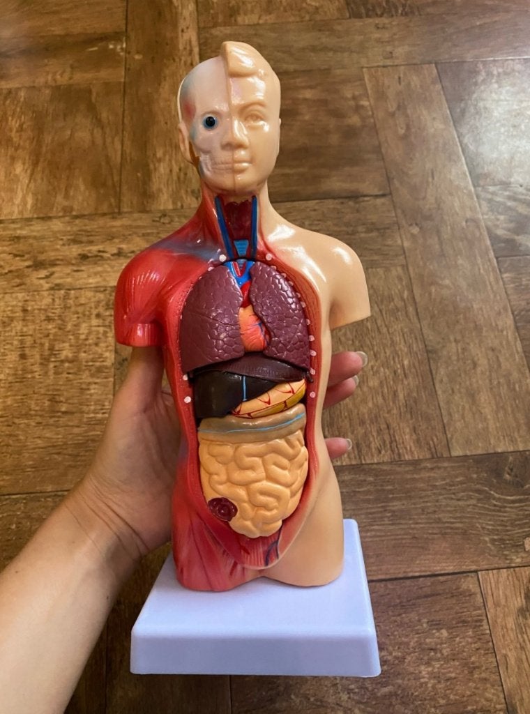 Menselijk Lichaam Organen Model / Anatomie Biologie Torso, Diversen, Verzenden, Nieuw