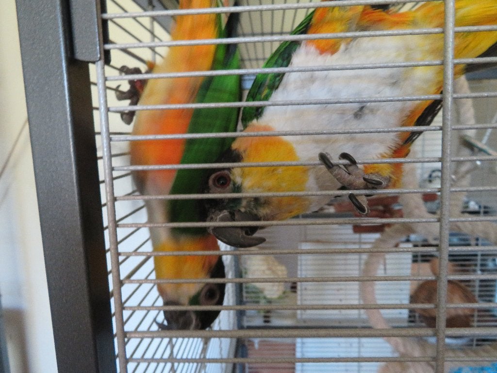 Jong koppel handtamme zwartkop Caiques, Meerdere dieren, Papegaai, Geringd