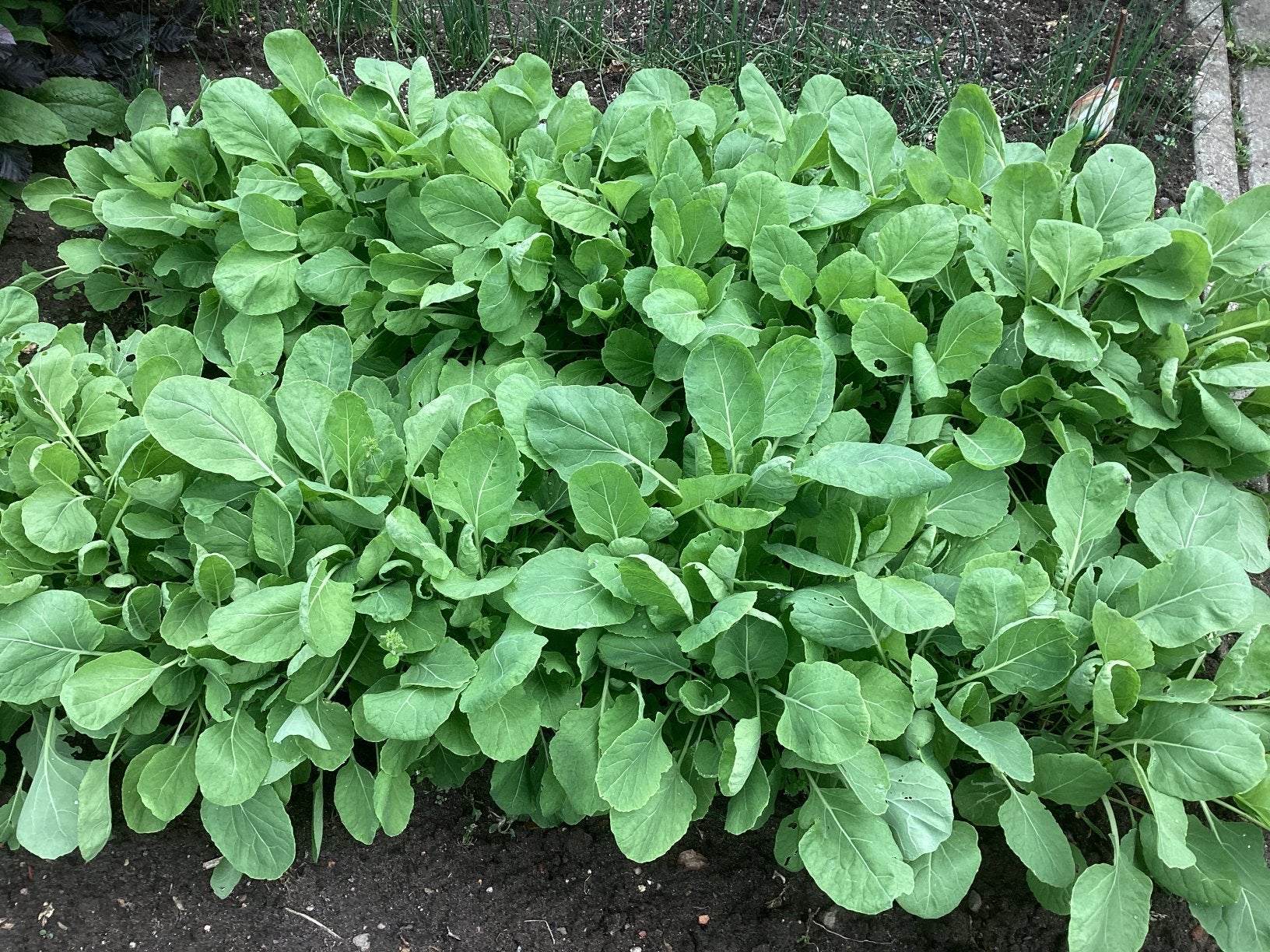 Spruitkool planten, Tuin en Terras, Planten | Tuinplanten, Ophalen, Volle zon, Groenteplanten, Eenjarig