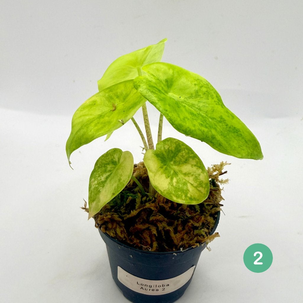 Alocasia Longiloba Aurea Variegata, Huis en Inrichting, Kamerplanten, Verzenden, Halfschaduw, Minder dan 100 cm
