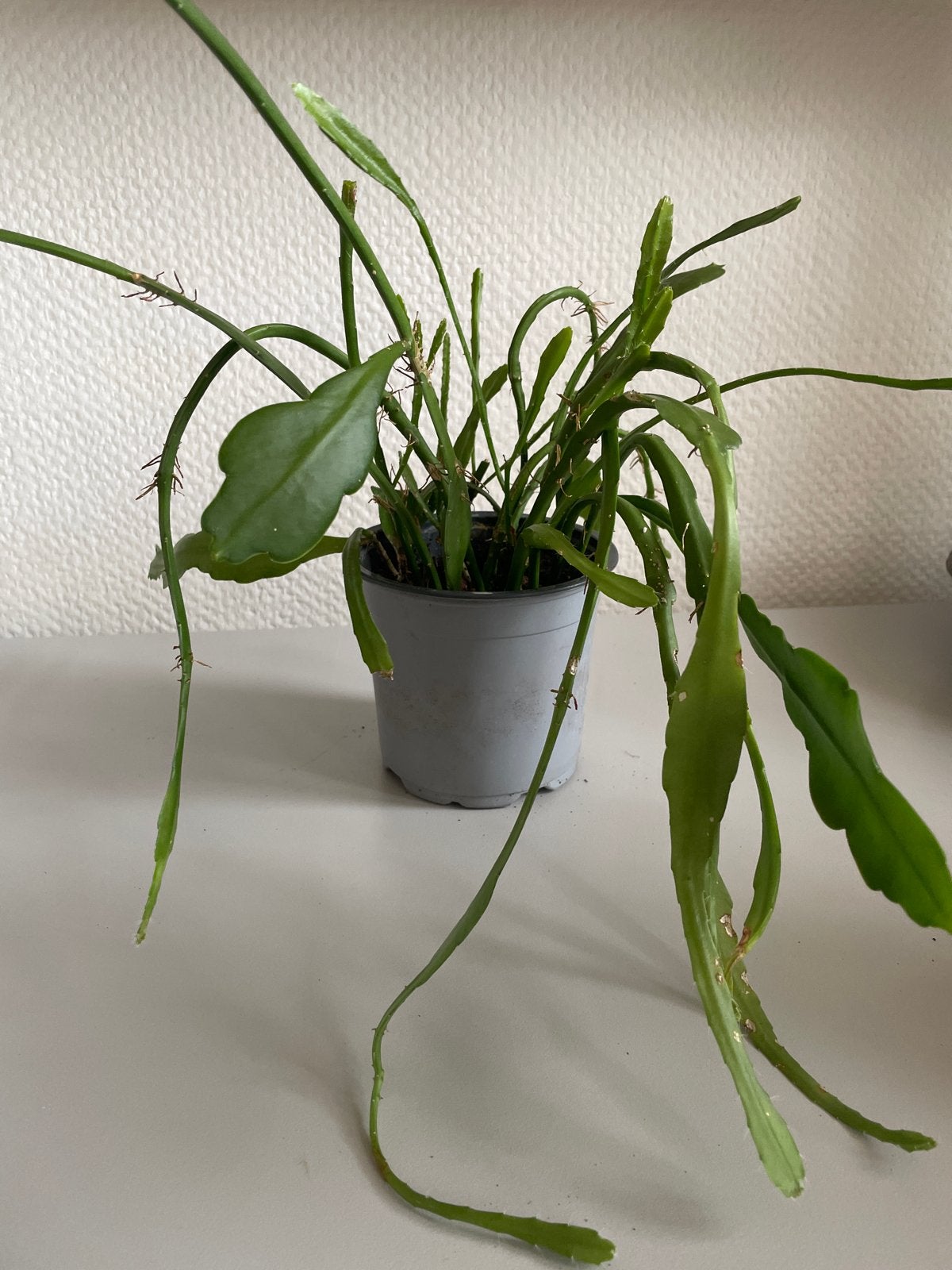 Epiphyllum, Ophalen, Halfschaduw, Minder dan 100 cm