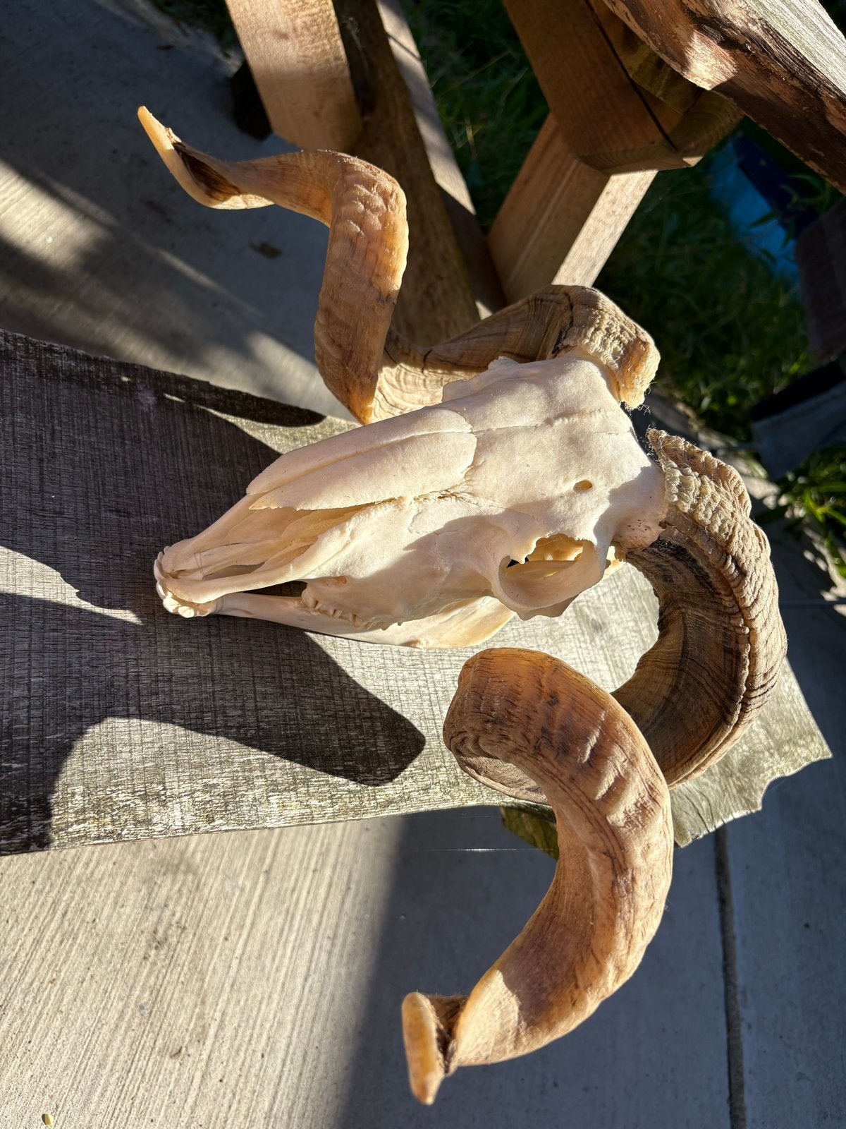 Walliser Schwarznase schedel Ram, Ophalen of Verzenden, Gebruikt, Boerderijdier, Schedel