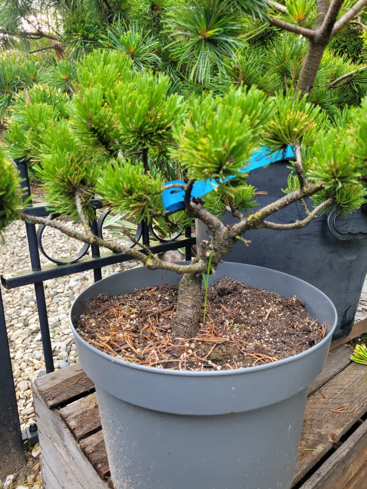 Mooie Pinus boompjes voor bonsai - Diverse soorten, Volle zon, Vaste plant, Bloeit niet, Ophalen