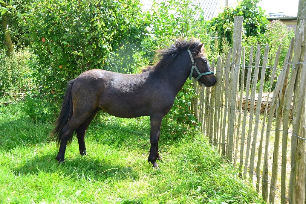 jaarling hengst moeder zwarte shetlander vader appaloosa, Gechipt, Niet van toepassing, 0 tot 2 jaar, A pony (tot 1.17m)