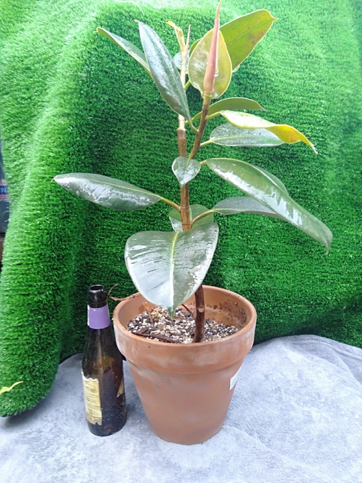 Rubberplant Ficus Elastica in terracotta pot, Huis en Inrichting, Kamerplanten, Ophalen, Ficus, Halfschaduw, Minder dan 100 cm