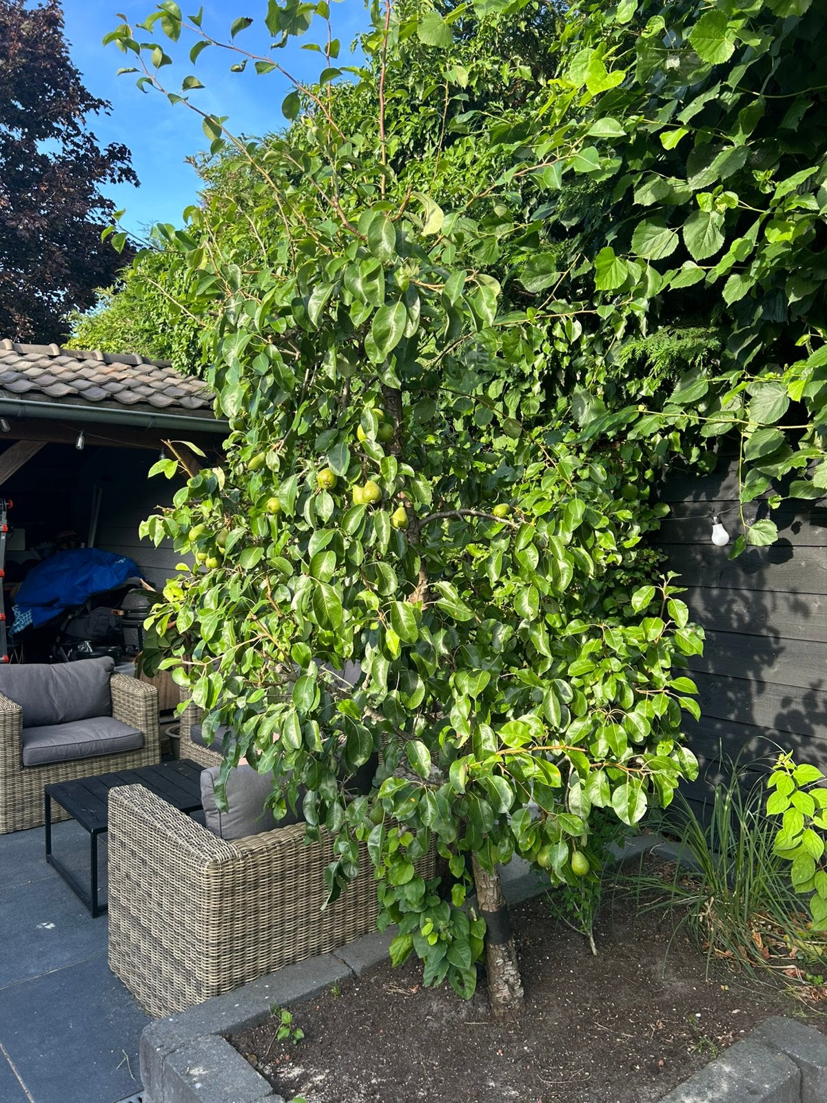 Perenboom 🍐, Ophalen, Volle zon, Overige soorten