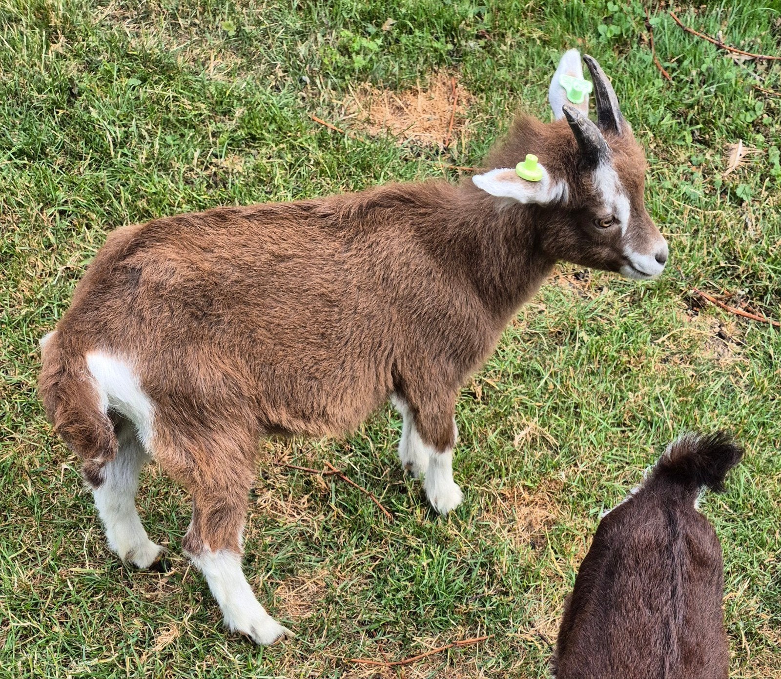 Bokje te koop toggenburg, Dieren en Toebehoren, Schapen, Geiten en Varkens, Mannelijk, Geit