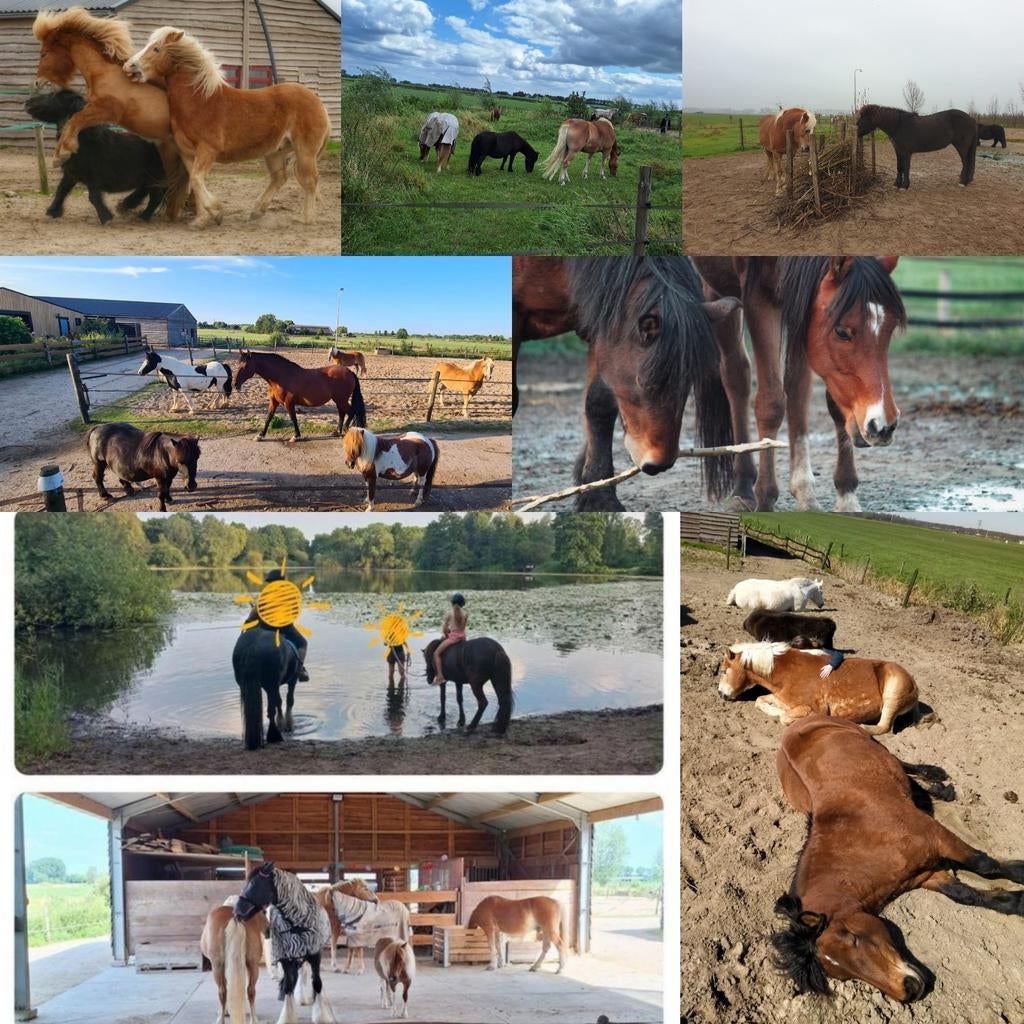 Paard/pony gezocht, forever home op paddock paradise geboden, Dieren en Toebehoren, Meerdere dieren