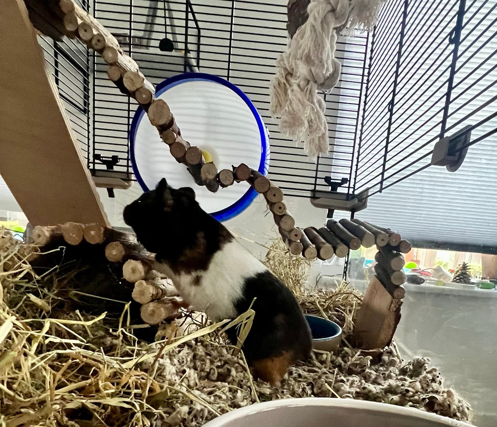 Hans(ter) met kooi en toebehoren., Maart, Mannelijk, Hamster