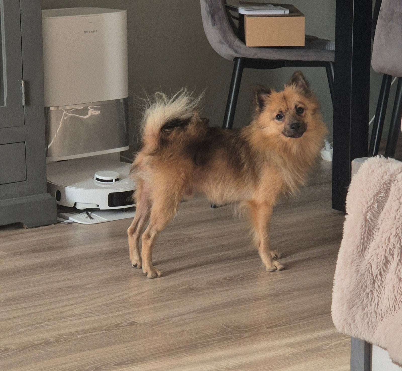 Warm huisje gezocht voor keeshondje Ted, Dieren en Toebehoren, Keeshond, Reu, 1 tot 2 jaar, Eén hond
