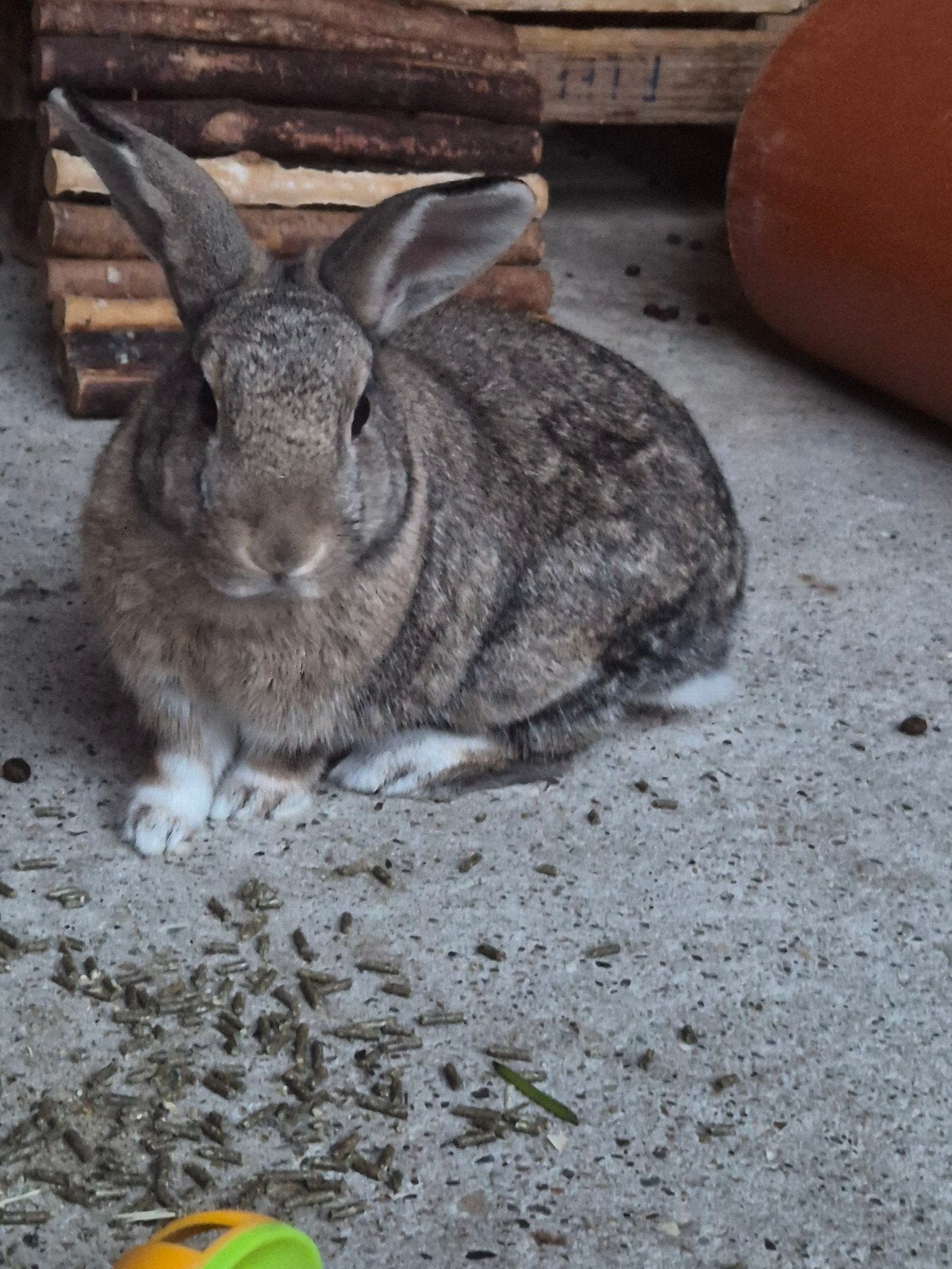 lilo & stitch zoeken een goed huisje!, Meerdere dieren, Klein, 3 tot 5 jaar