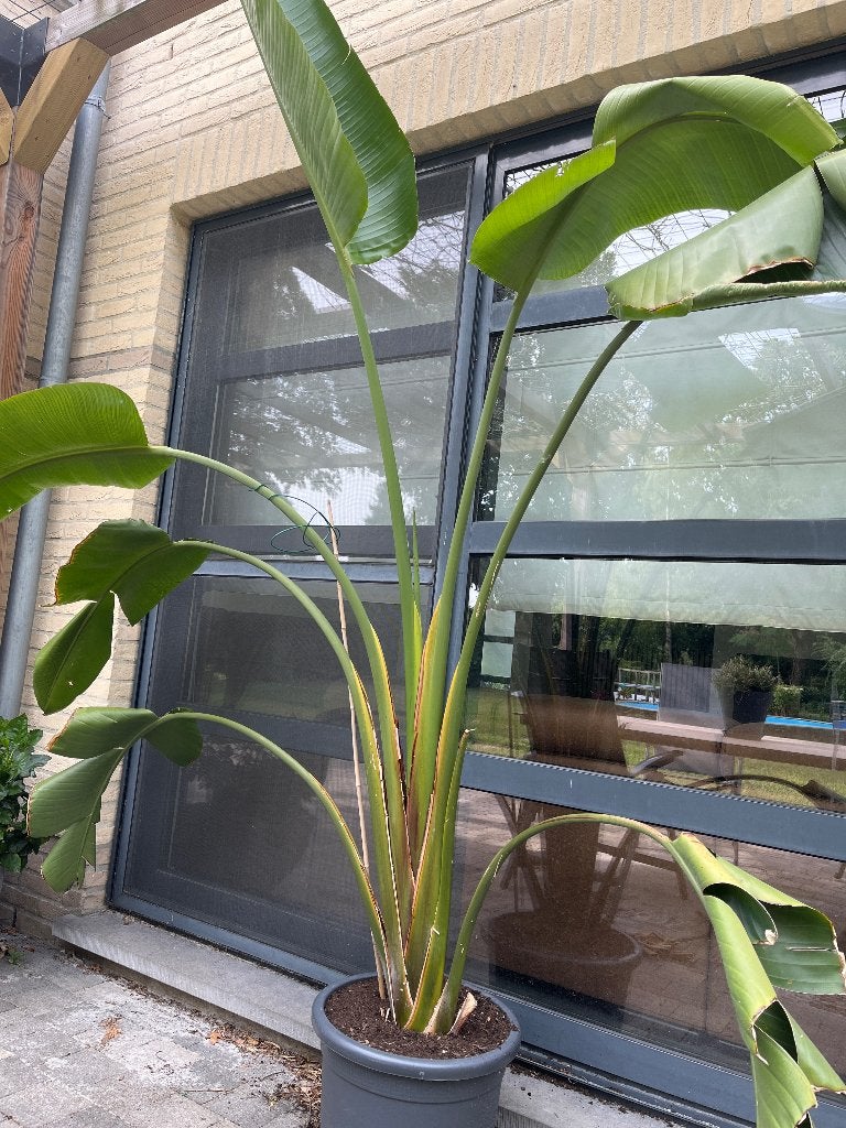 Prachtige Strelitzia Nicolai 3m, kan gebracht worden, Huis en Inrichting, Kamerplanten, Ophalen of Verzenden, In pot, Volle zon