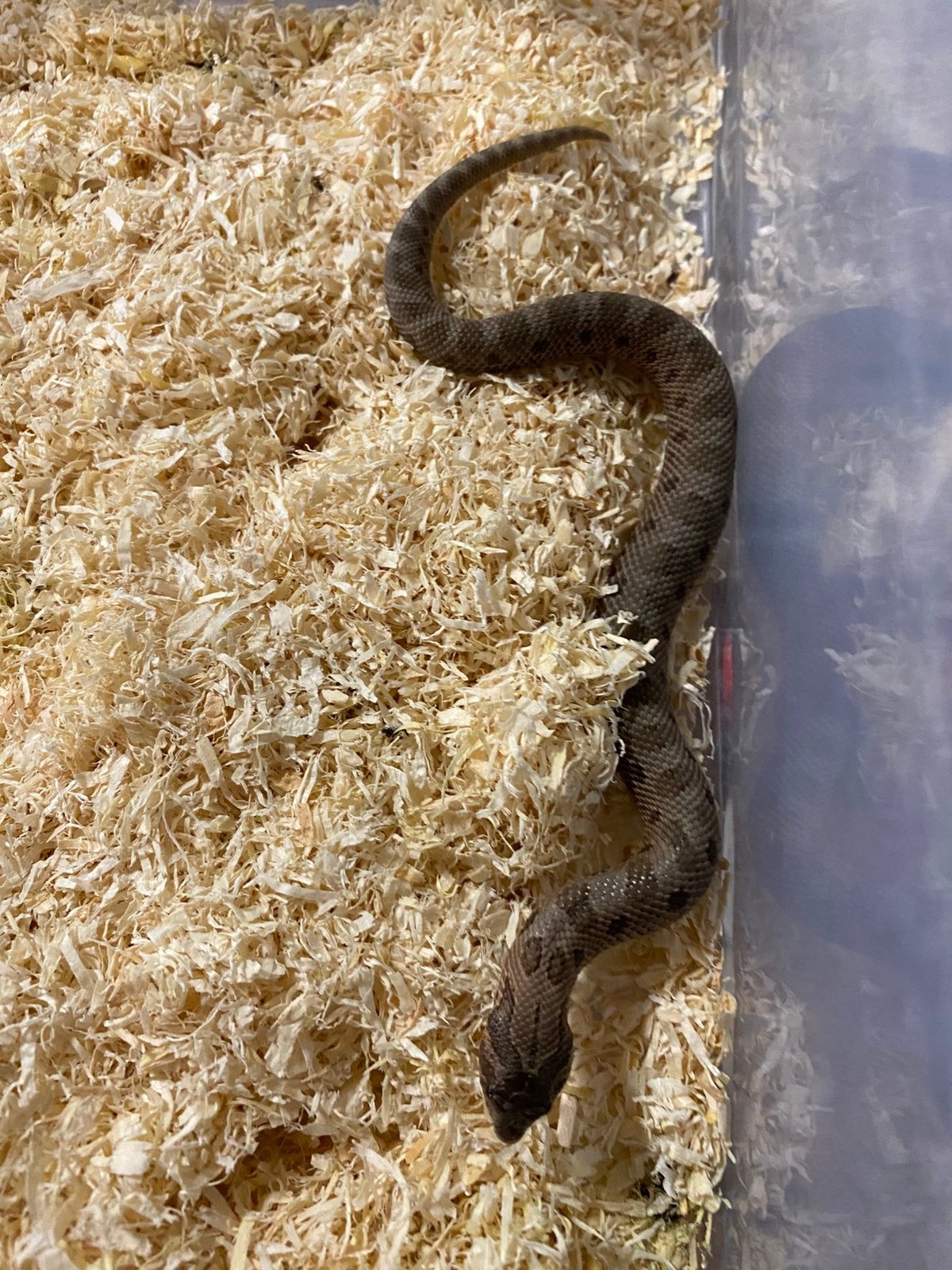 Haakneuzen en korenslangen Corn Snake photo 3
