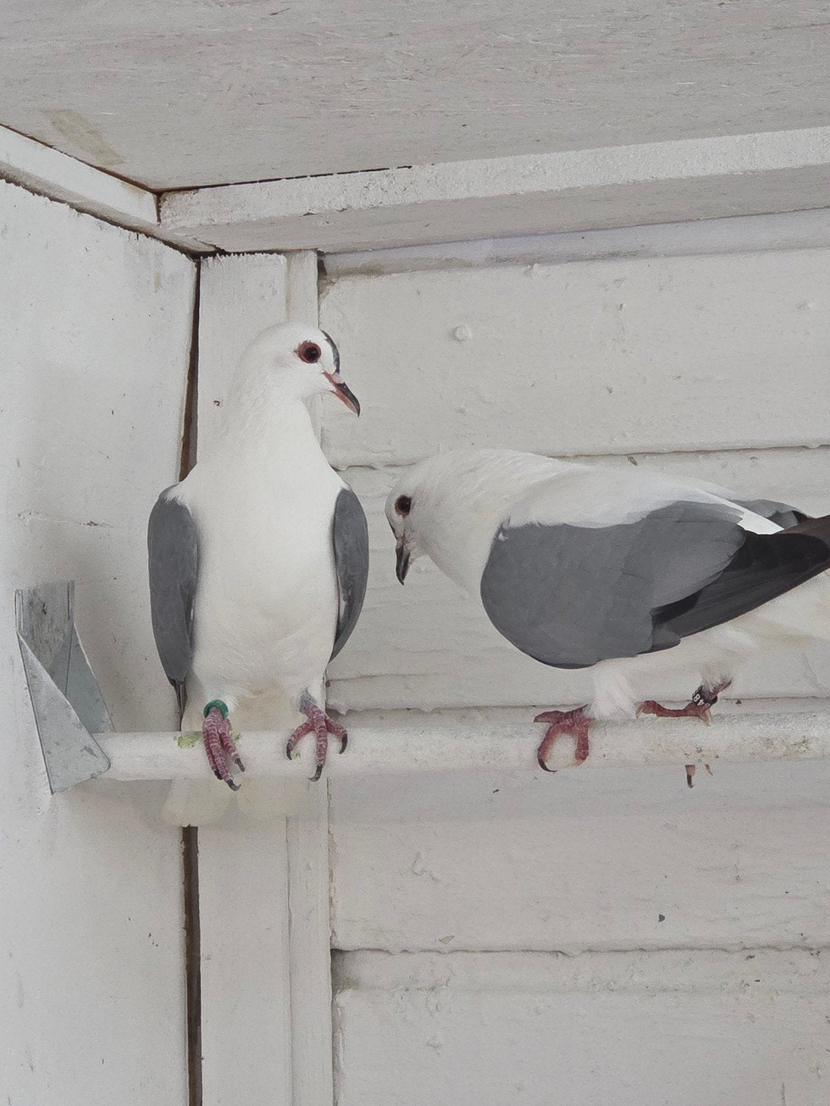 thuringer vleugel duiven, Meerdere dieren, Overige soorten