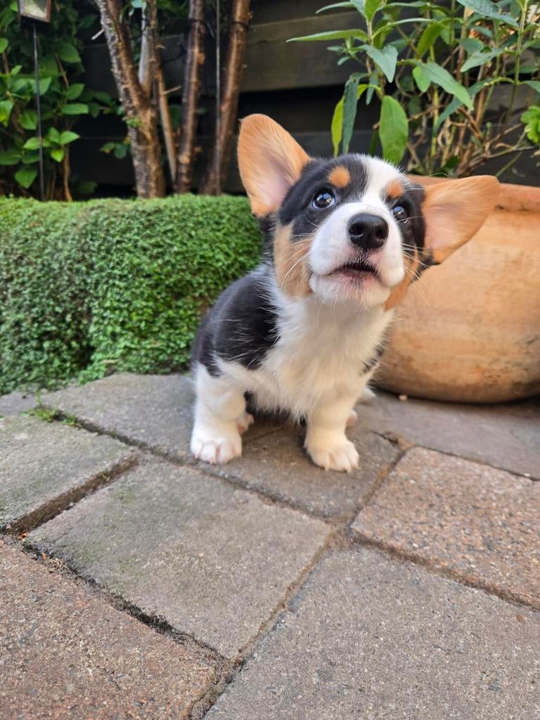 Nog 3 Mooie Welsh Corgi Cardigan Pups., Dieren en Toebehoren, Overige rassen, 8 tot 15 weken, Meerdere, Meerdere dieren