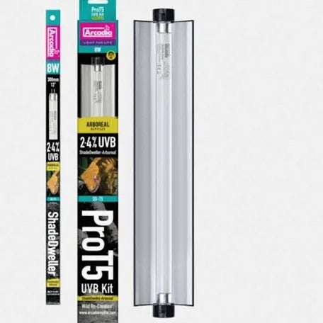 Wimper gekko lamp reptiel