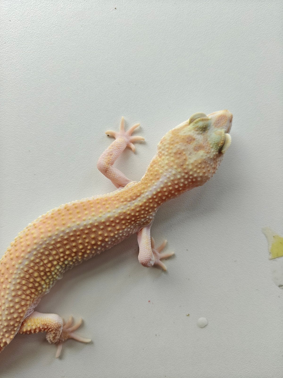 Lichte luipaardgekko te koop Leopard Gecko photo 2
