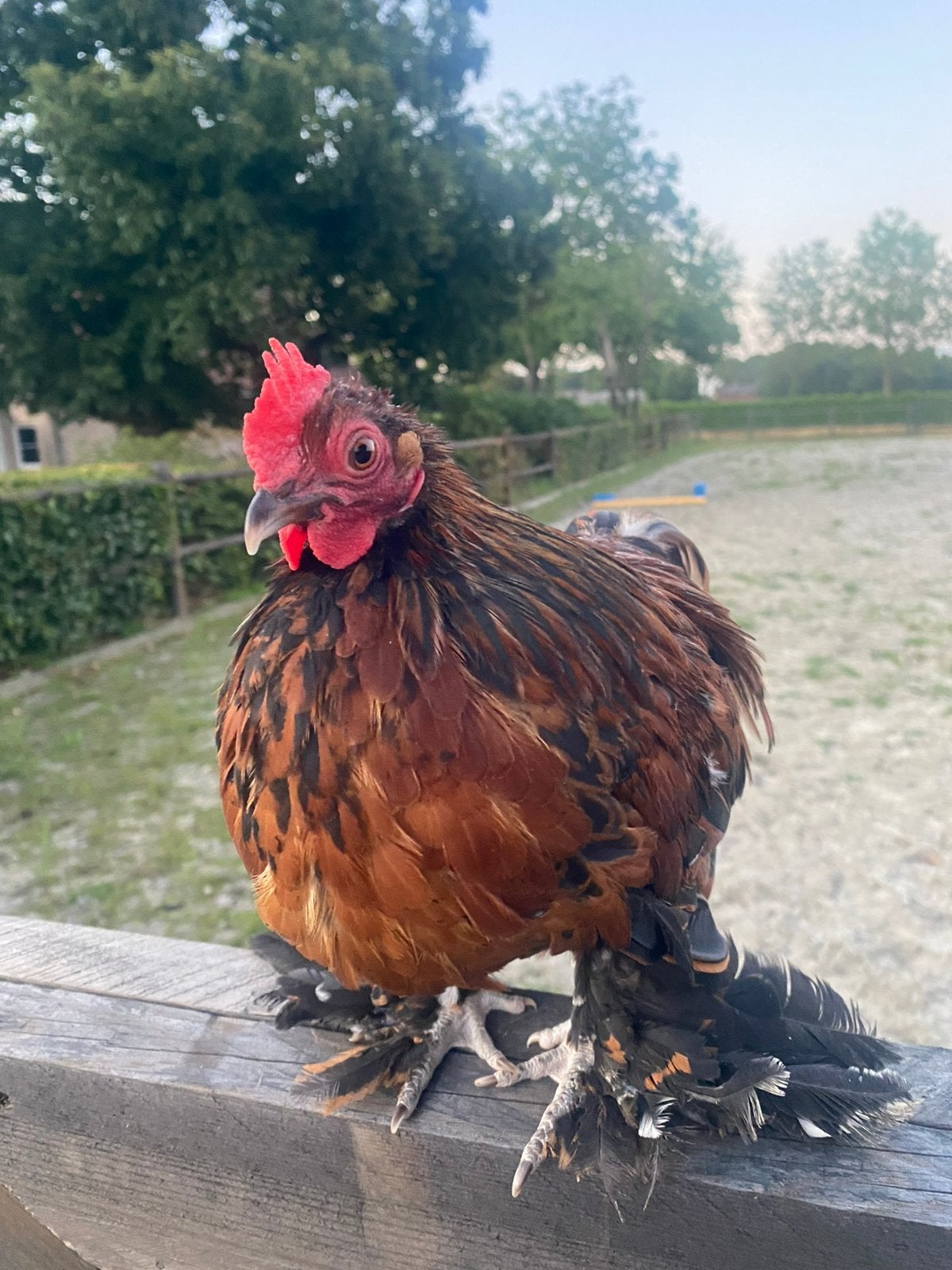 Sabelpoot kriel haan heel mak!, Dieren en Toebehoren, Mannelijk, Kip