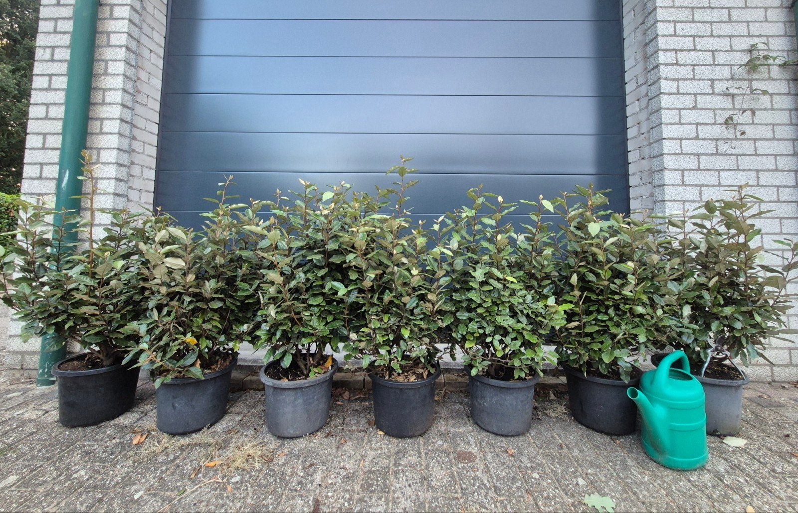 Exclusieve Olijfwilg  elaeagnus ebbingei compacta haag heg, Ophalen, Overige soorten, Haag, 100 tot 250 cm