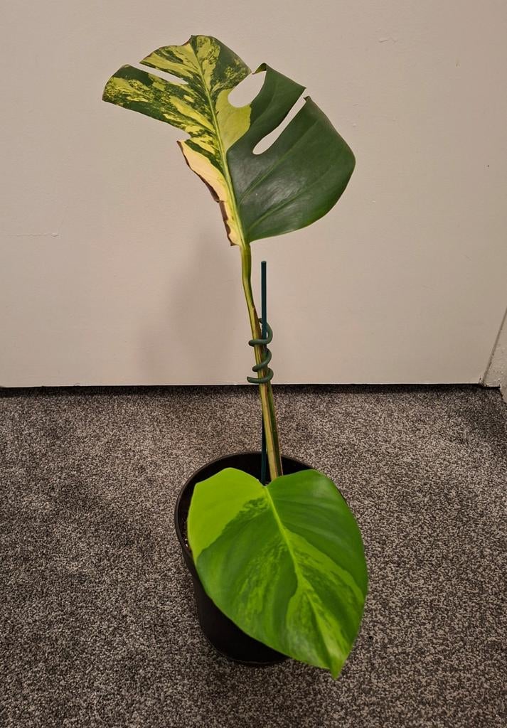Monstera aurea yellow variegata, Ophalen