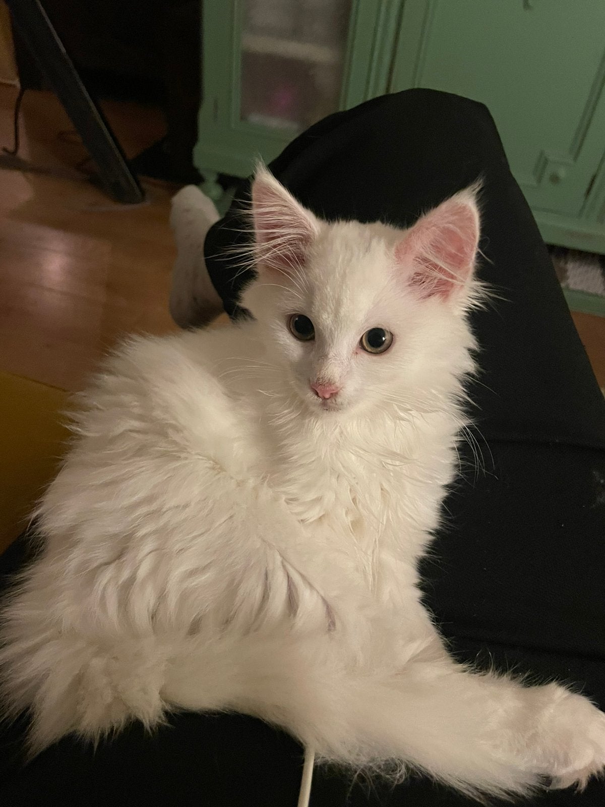 Kittens te koop Main coon/ britsekorthaar/ Siamees, Meerdere dieren, Ontwormd, 0 tot 2 jaar