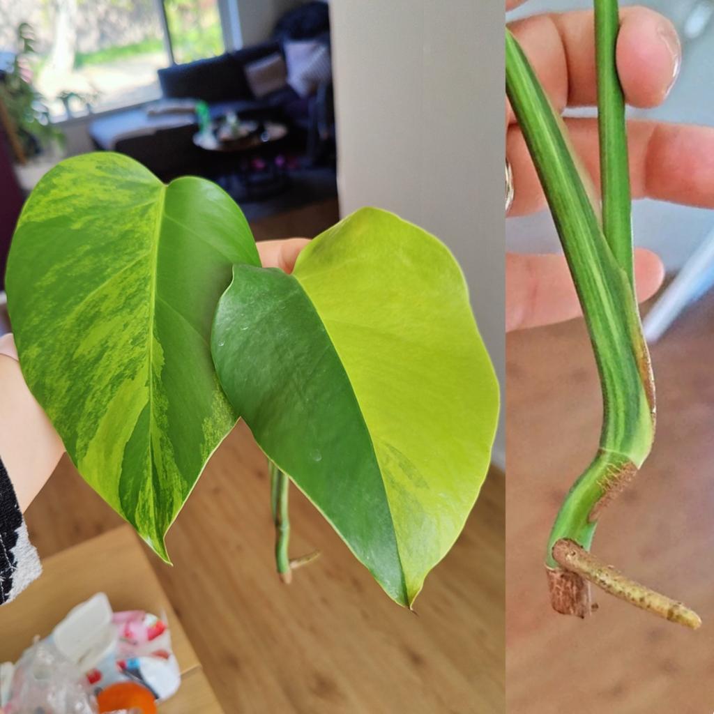 Monstera Aurea yellow variegata kopstek halfmoon, Huis en Inrichting, Kamerplanten, Ophalen, Halfschaduw, Minder dan 100 cm