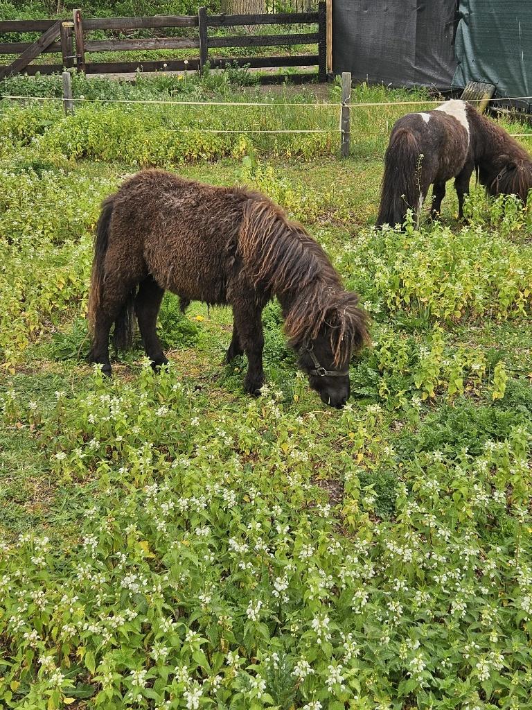 shetlander, mooi merrie jaarling, Dieren en Toebehoren, Pony's, Merrie, Niet van toepassing, 0 tot 2 jaar, A pony (tot 1.17m)