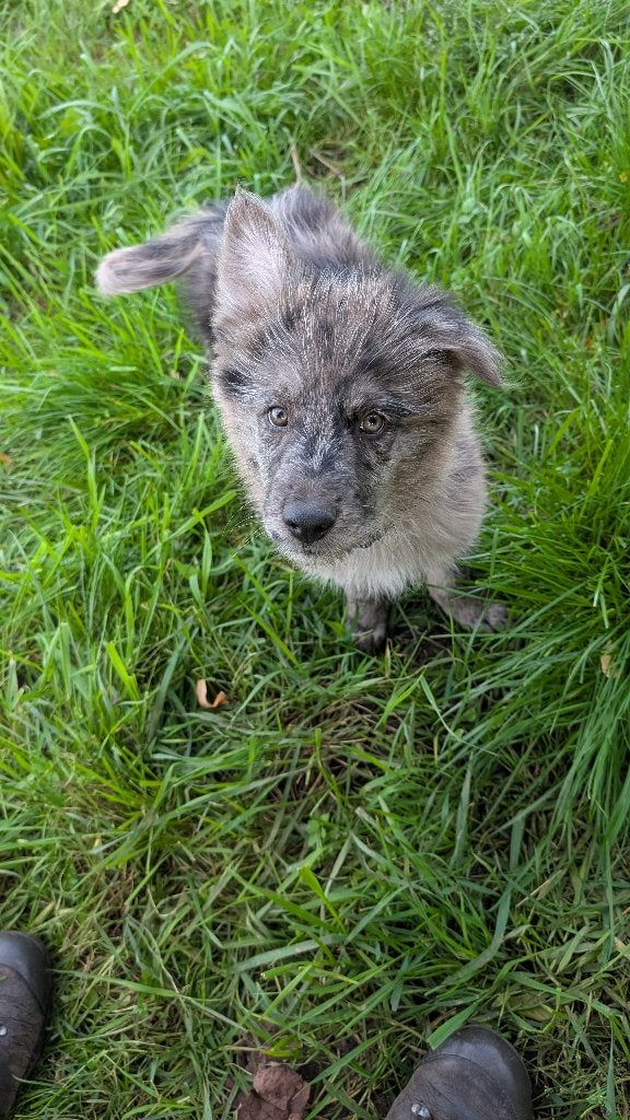 altdeutsche hütehund tiger pups, Dieren en Toebehoren, 8 tot 15 weken, Meerdere, Meerdere dieren, Herder