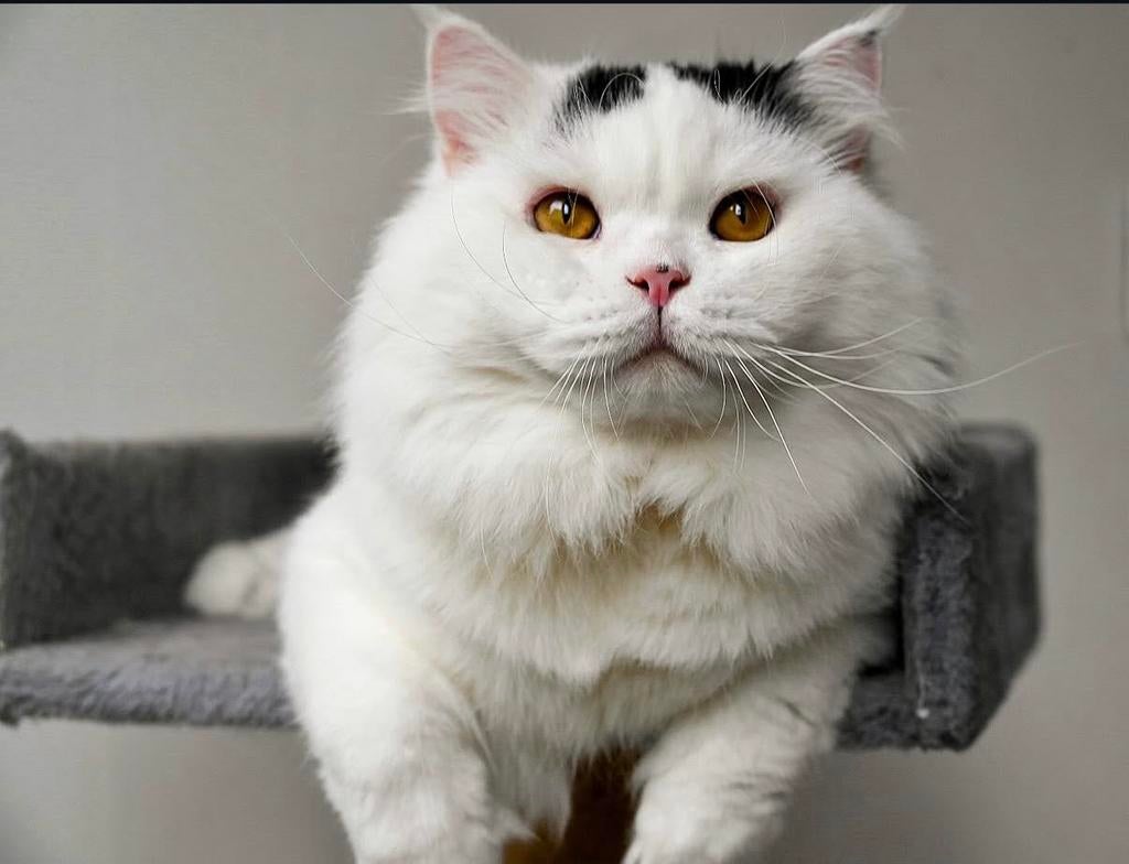 Dekkater - Brits langhaar zwart harlekijn STAMBOOM, Dieren en Toebehoren, Kater, Met stamboom, 0 tot 2 jaar
