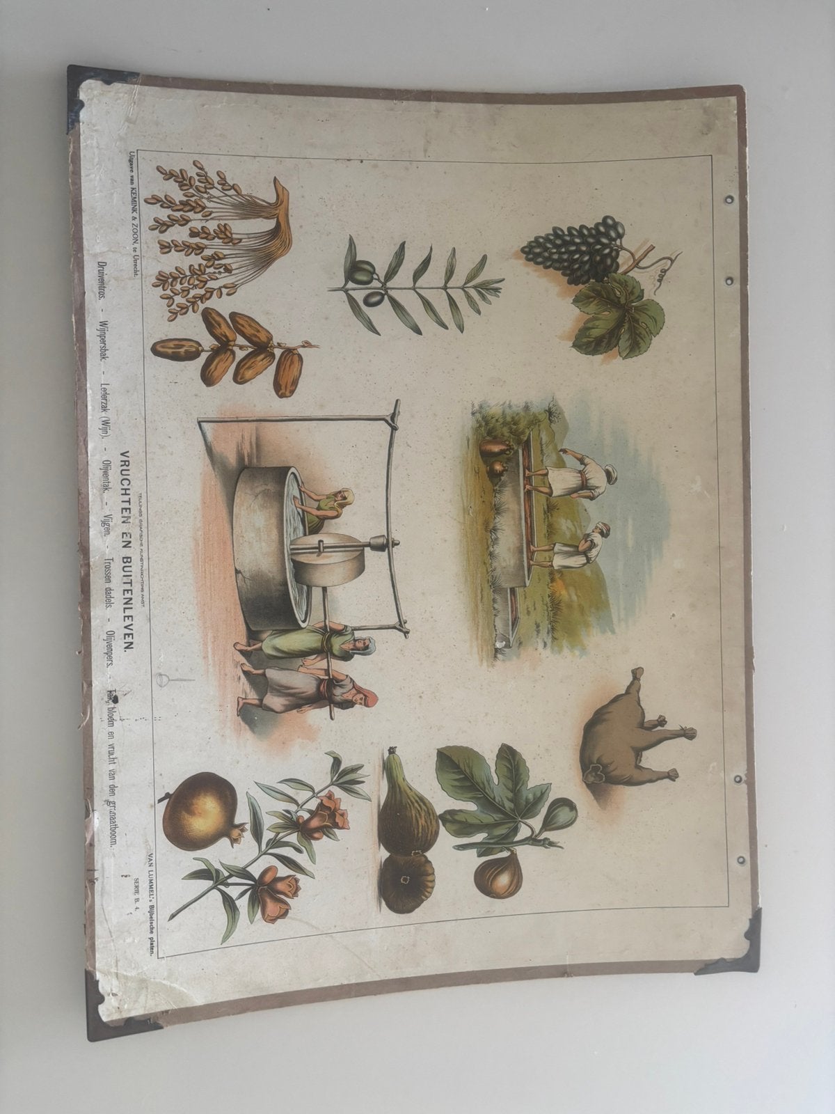 Van Lummel schoolplaat vruchten en buitenleven, Ophalen, Geschiedenis