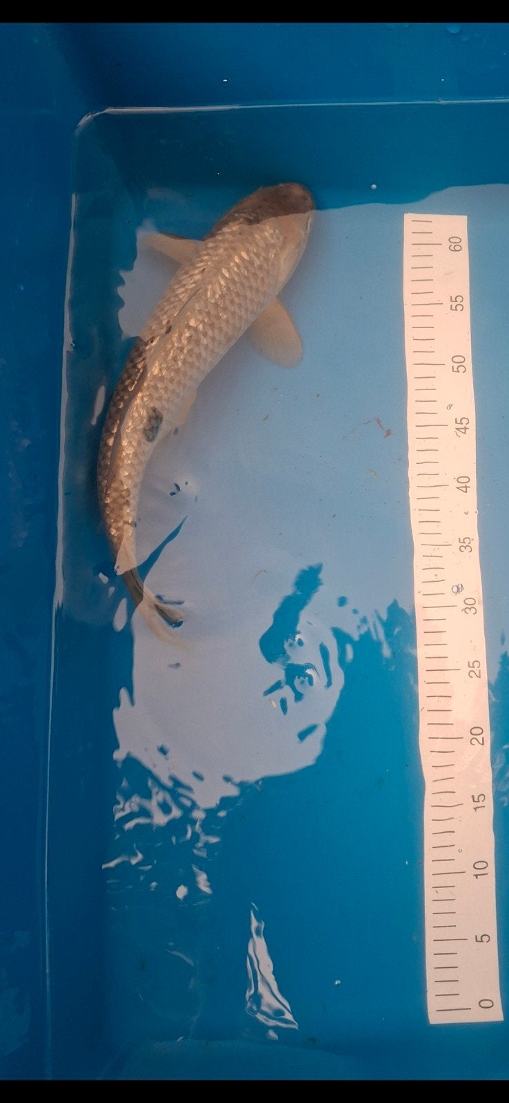 Koi., Karper of Koi