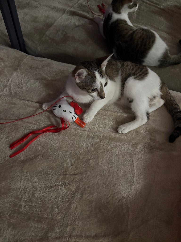Kitten + elektrische kattenbak + katten bed + speelgoed, Poes, Kortharig, 0 tot 2 jaar
