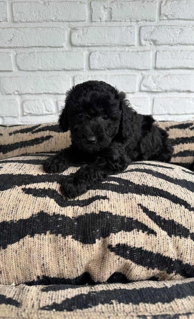 Toy x dwerg poedel pups, Poedel, Parvo, Nederland, 8 tot 15 weken
