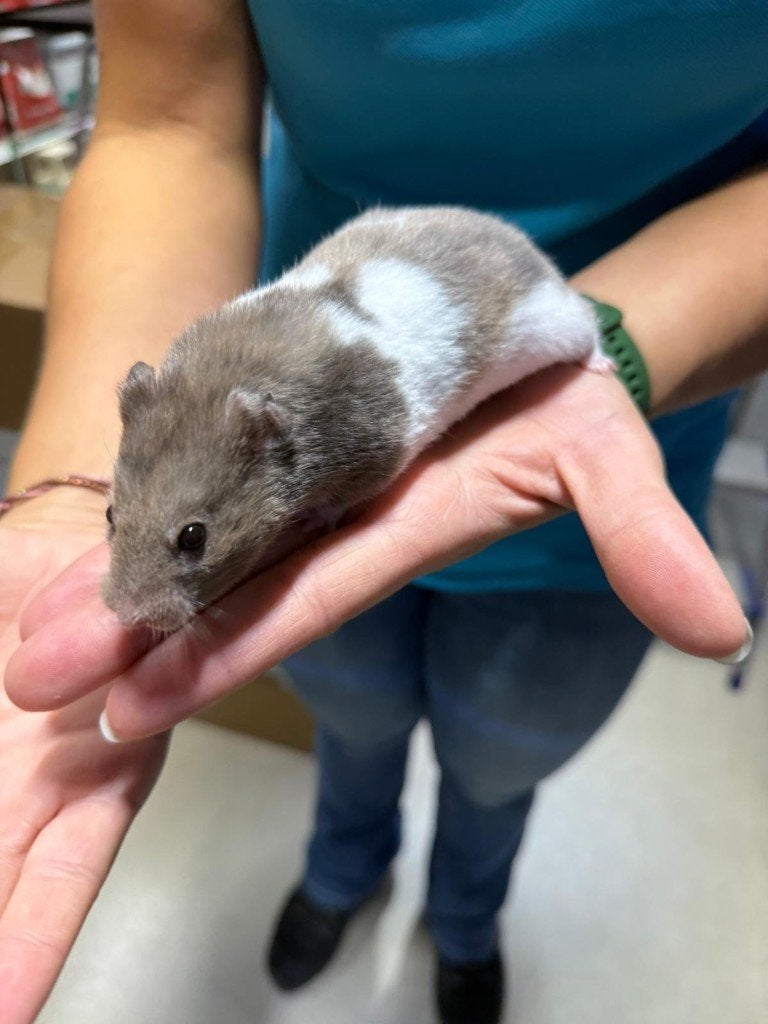 Te koop lieve super tamme goudhamsters / Syrisch hamsters, Dieren en Toebehoren, Knaagdieren, Hamster, Mei, Meerdere dieren, Tam