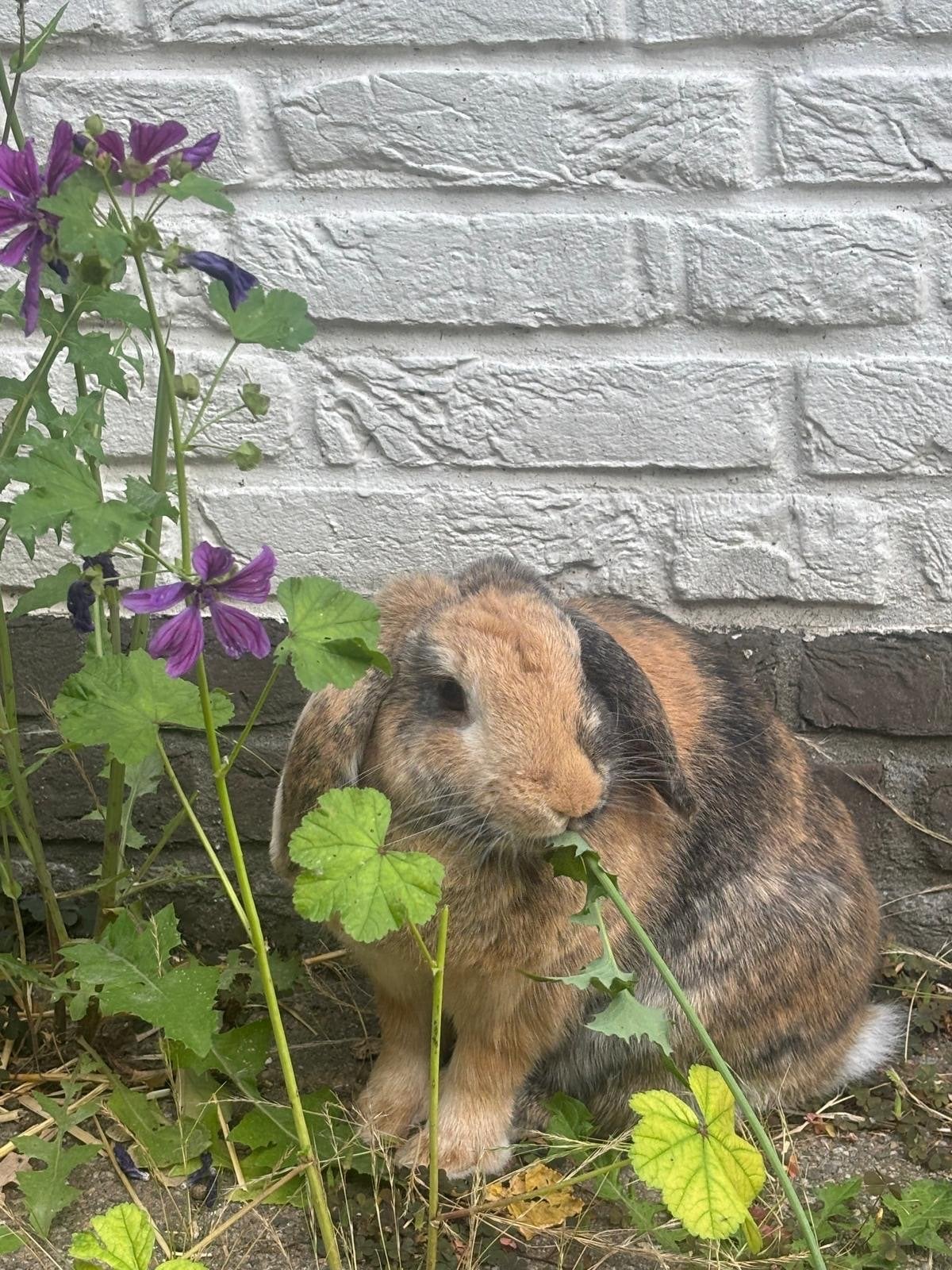 Gezocht: gecastreerde ram voor onze weduwe voedster, Dieren en Toebehoren, Mannelijk, Middelgroot, Hangoor, 3 tot 5 jaar