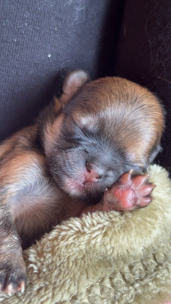 3/4e Pomeriaan pups 20 september geboren, Overige rassen, 8 tot 15 weken, Teef, Meerdere