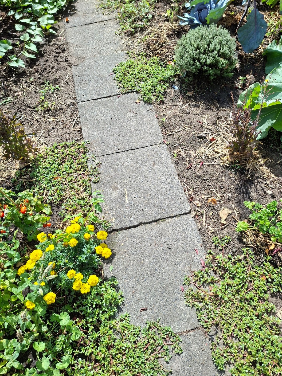Gratis tegels 50x50cm - zelf ophalen in Mierlo, Tuin en Terras, Ophalen, Gebruikt, 10 m² of meer, Beton