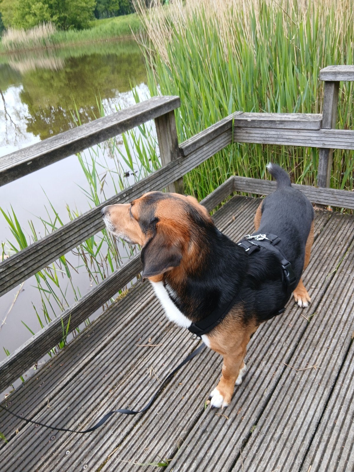 Honden uitlaatservice, Diensten en Vakmensen, Dieren | Honden | Verzorging, Oppas en Les, Uitlaatservice