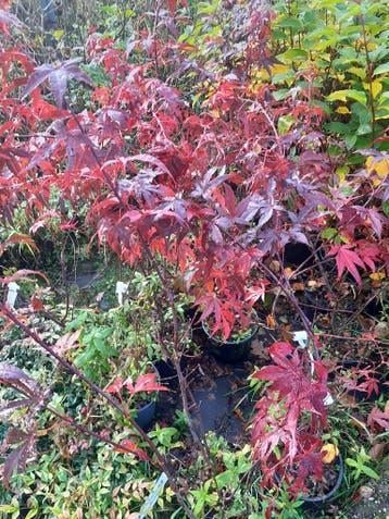 Hazelaar Corylus in pot met rood of groen blad, Tuin en Terras, Planten | Bomen, Lente, Minder dan 100 cm, Volle zon, In pot