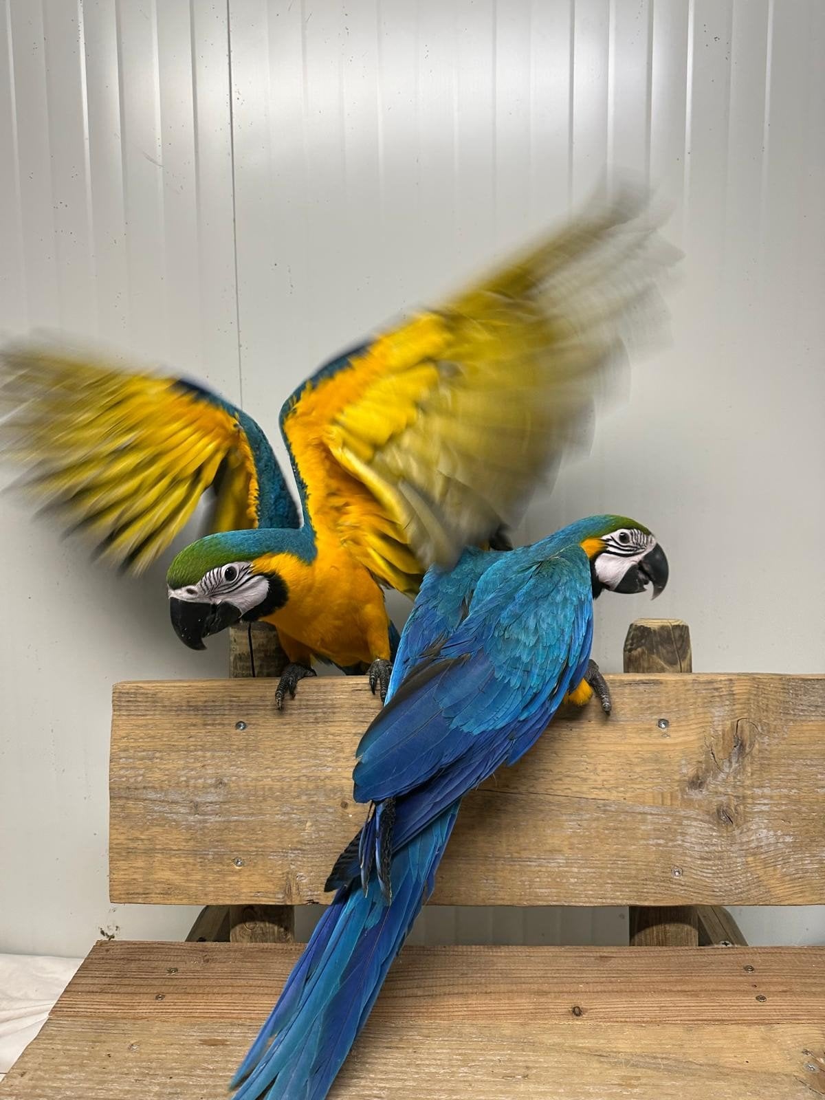 super tamme jonge ara's!, Dieren en Toebehoren, Geslacht onbekend, Papegaai, Tam