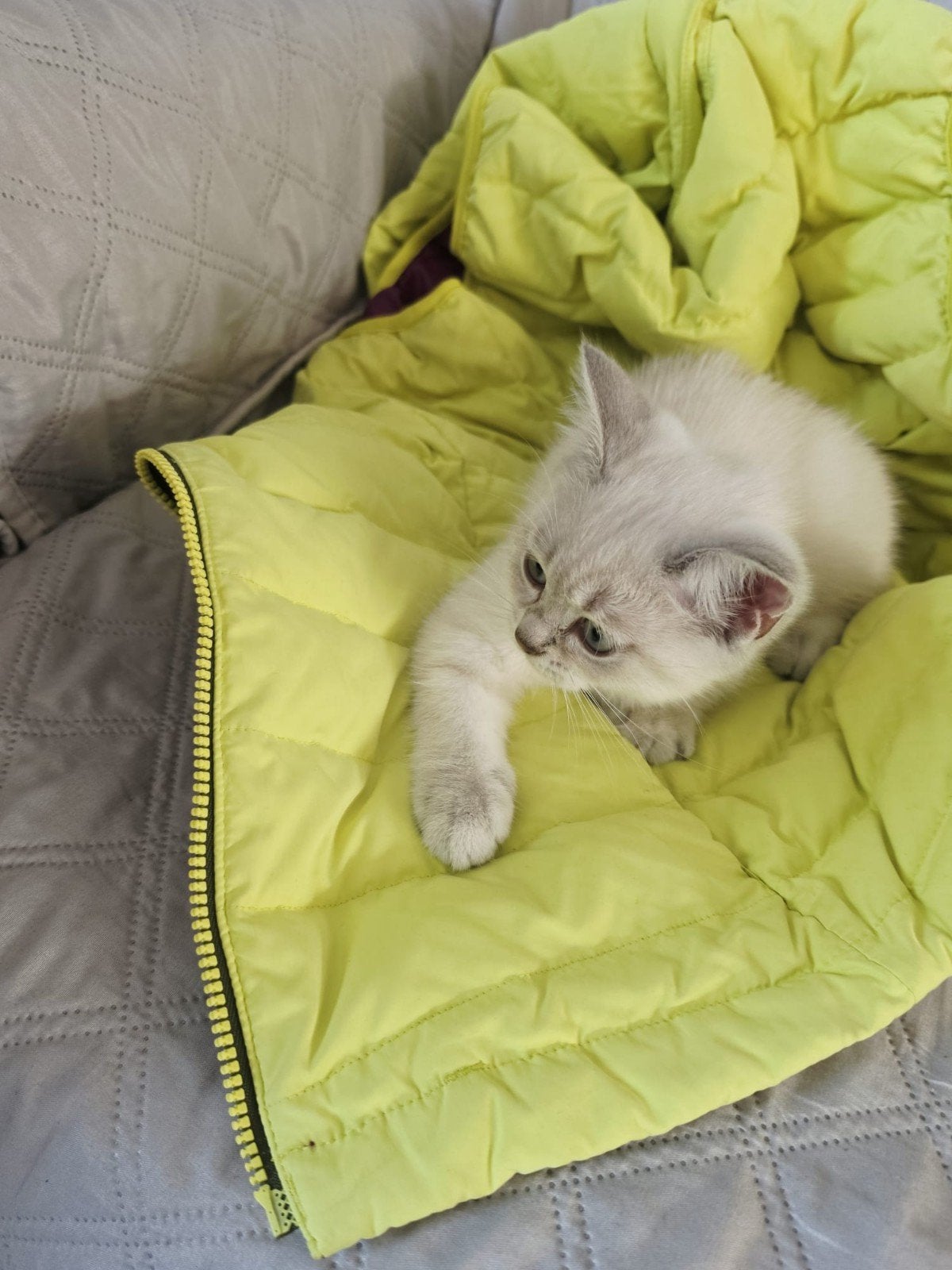britse korthaar  poesjes, Dieren en Toebehoren, Poes, Ontwormd, 0 tot 2 jaar