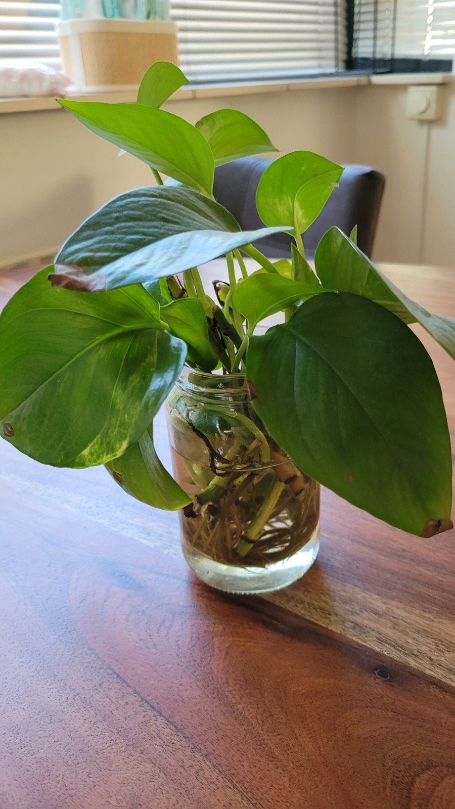 epipremnum, Huis en Inrichting, Kamerplanten, Ophalen, Overige soorten, Halfschaduw, In pot