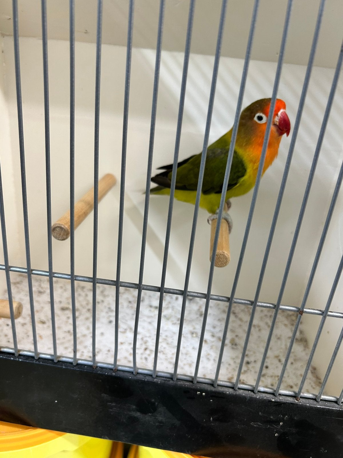 Fischeri slaty groene pop, Dieren en Toebehoren, Vogels | Parkieten en Papegaaien, Vrouwelijk, Dwergpapegaai of Agapornis, Geringd